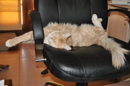 Pasta o rozwalonym kocie (czipsy i batony)