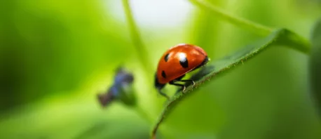 Pasta o biedronkach 3 Pasta o biedronkach